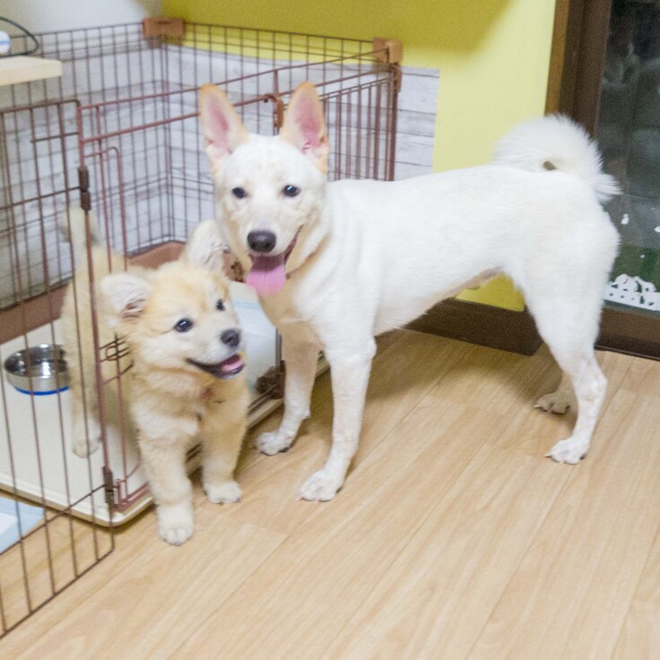 左：はぴねすから迎えた北斗（元バーム）・右：MikiJapanさんから迎えた野犬 ユキ