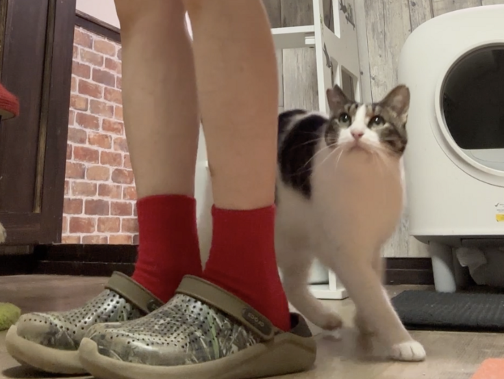 スクリーンショット 2025-08-21 17.35.29.png