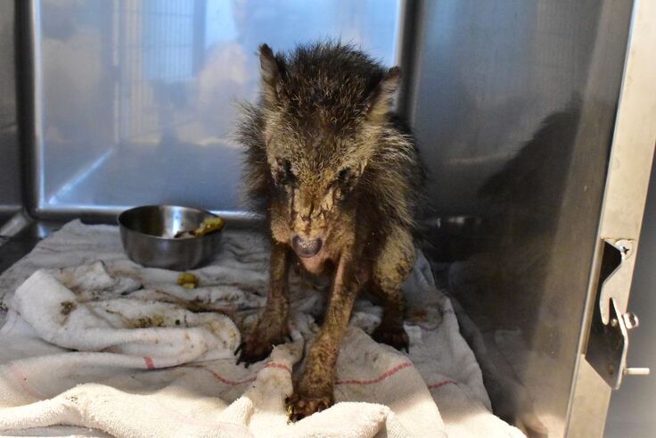 ホンドタヌキ(タンタン)sy (4).JPG