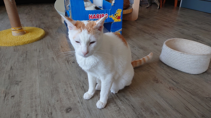 ホットカーペットを片付けられて悲しむ小松菜