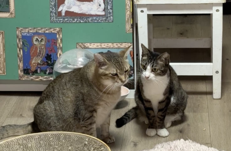 スクリーンショット 2025-08-26 11.32.43.png