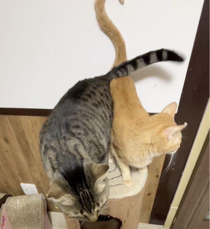 スクリーンショット 2025-08-26 13.49.19.png