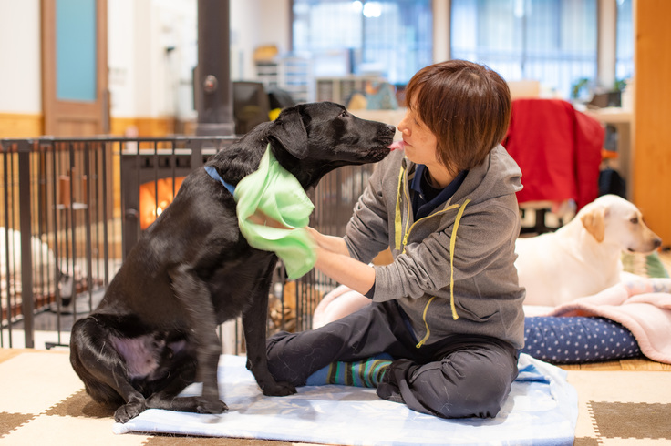 スタッフが訓練犬をタオルで拭いている様子