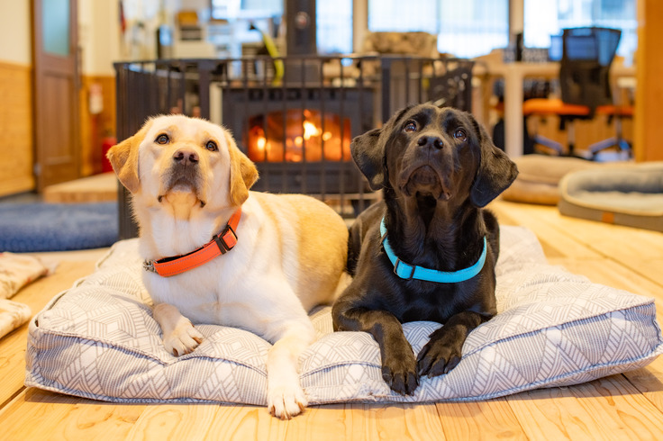 薪ストーブの前で伏せている２頭の訓練犬