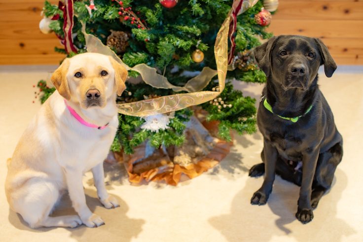 大きなクリスマスツリーの前に座っている２頭の訓練犬
