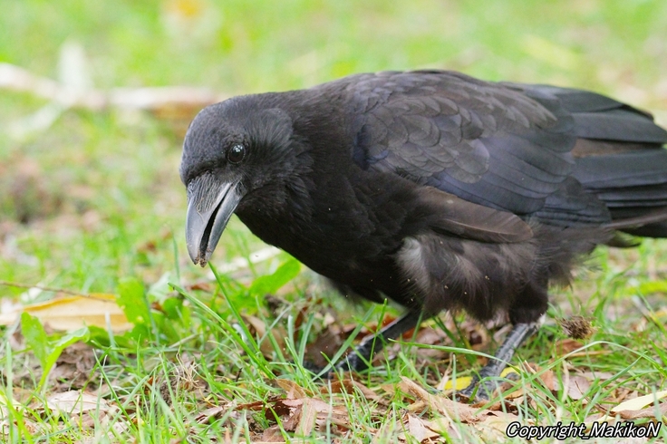 batch_IMGP10220820 (753).jpg