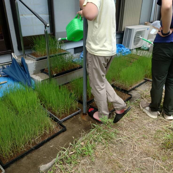 苗床子ども達でそだてます。