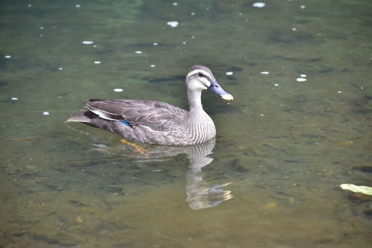 カルガモ(モヒ)sy (87).JPG