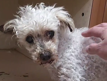 スクリーンショット (42).png