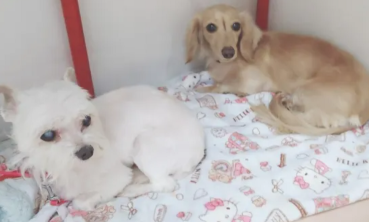 保育園に来ていた子と