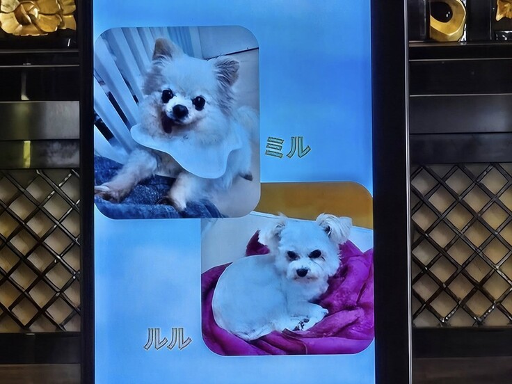 545409519_1467800704566907_7160923102343925153_n - コピー.jpg