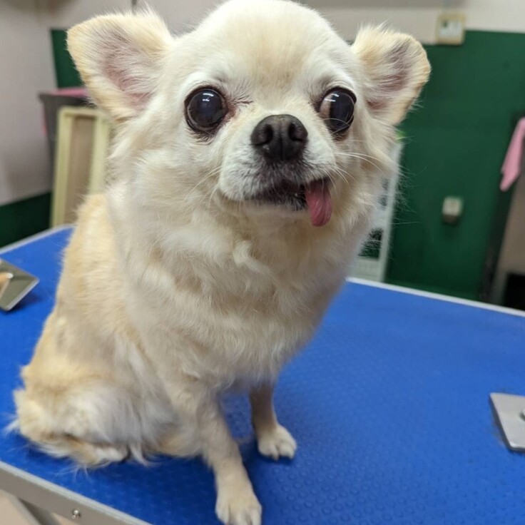 チワワの保護犬るみ