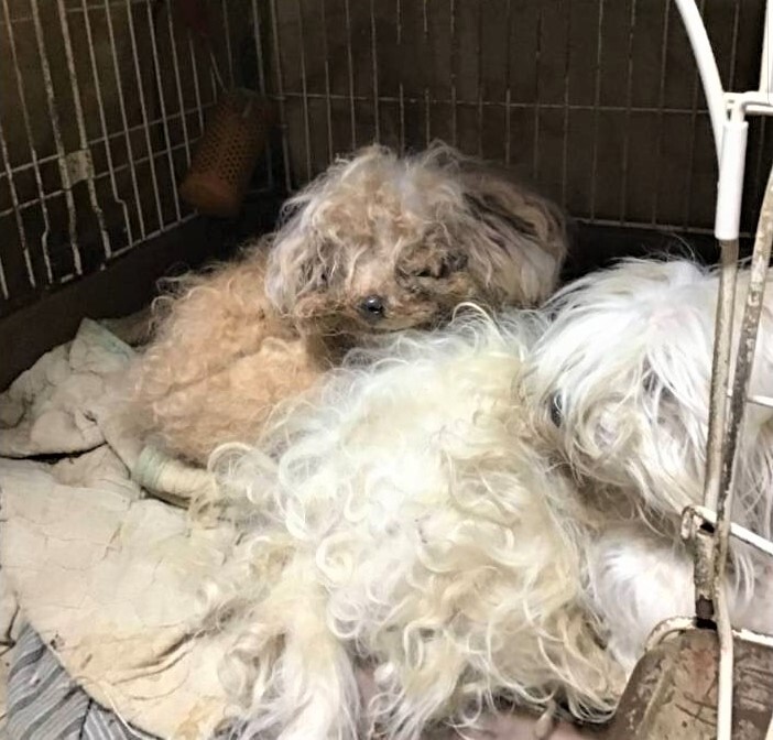 幸（こう）とソルテ