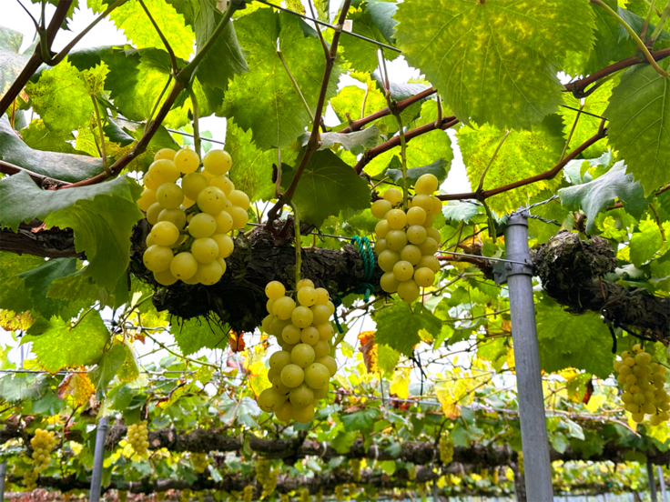 ハニービーナス