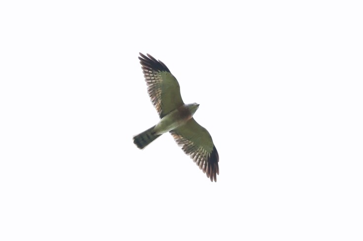 渡っていくアカハラダカの成鳥