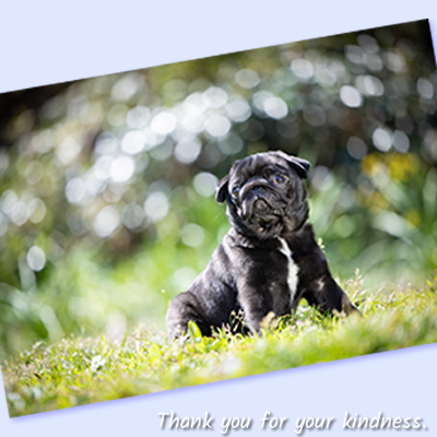 黒パグのだいず