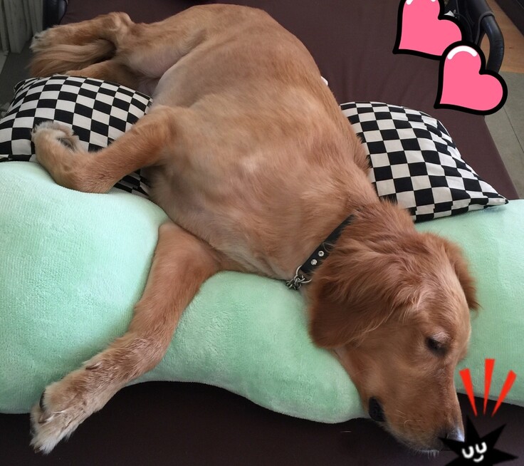 ベッドはボクの