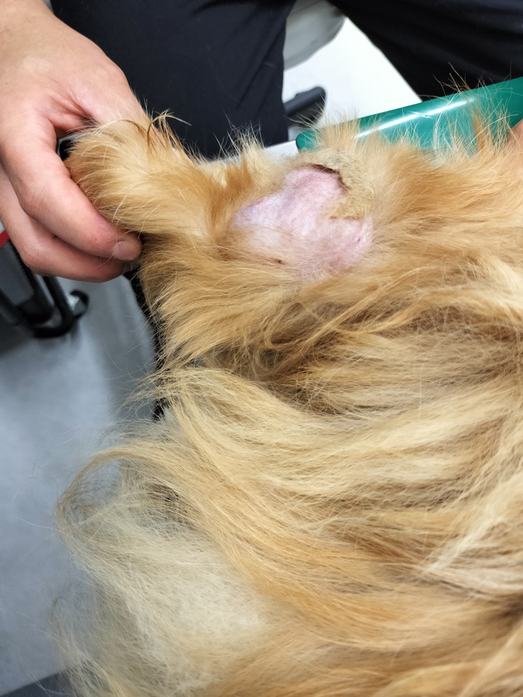 左脚 軟部組織肉腫も大きくなりました