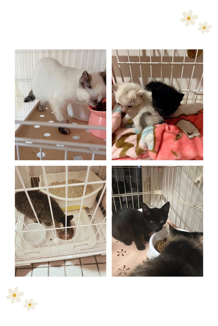 子猫8匹と成猫2匹、毎日ご飯を食べてくれています。 生後まもなく捨てられた2匹も寄り添って頑張っています。 温かいご支援をくださった4名の方へ、 心から感謝申し上げます。