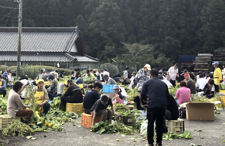 黒豆収穫体験の様子