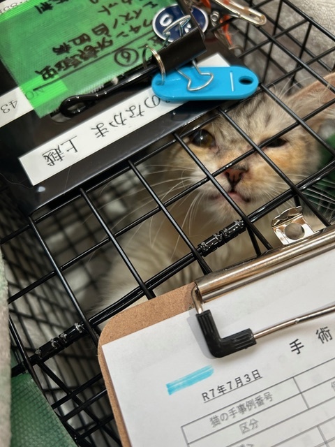 認定登録愛護団体が増えたことで新潟県内各地の猫が手術できるようになりました