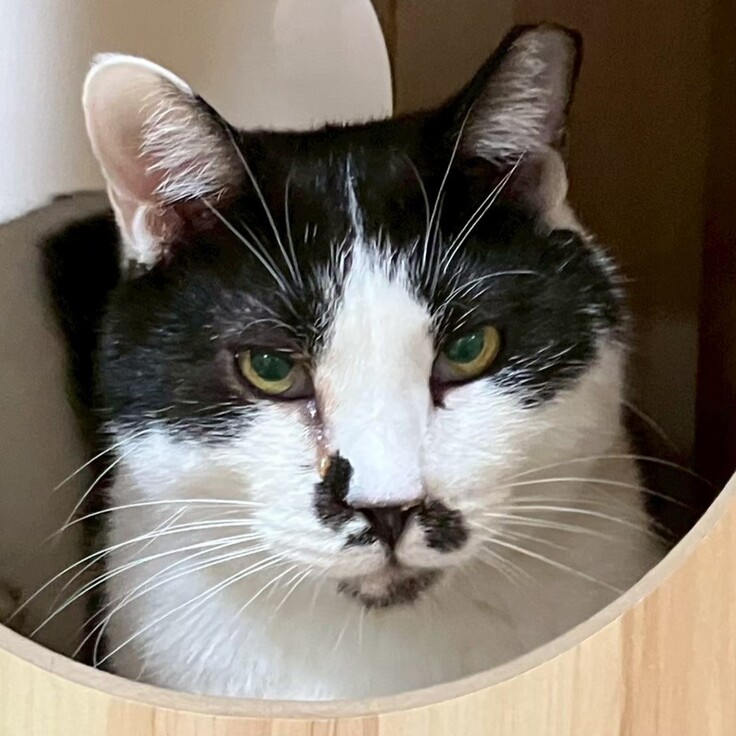 チョビ　男の子