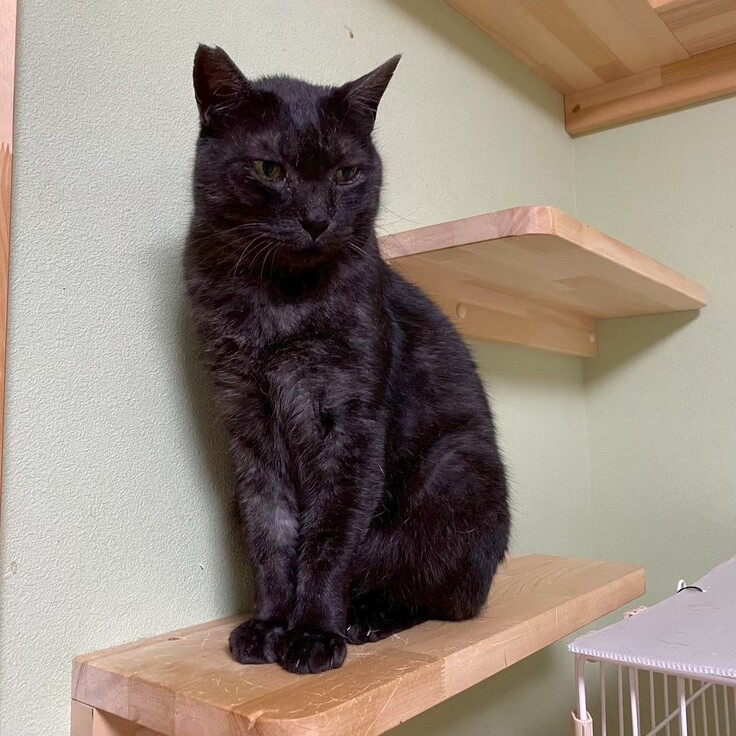 くろすけ　男の子