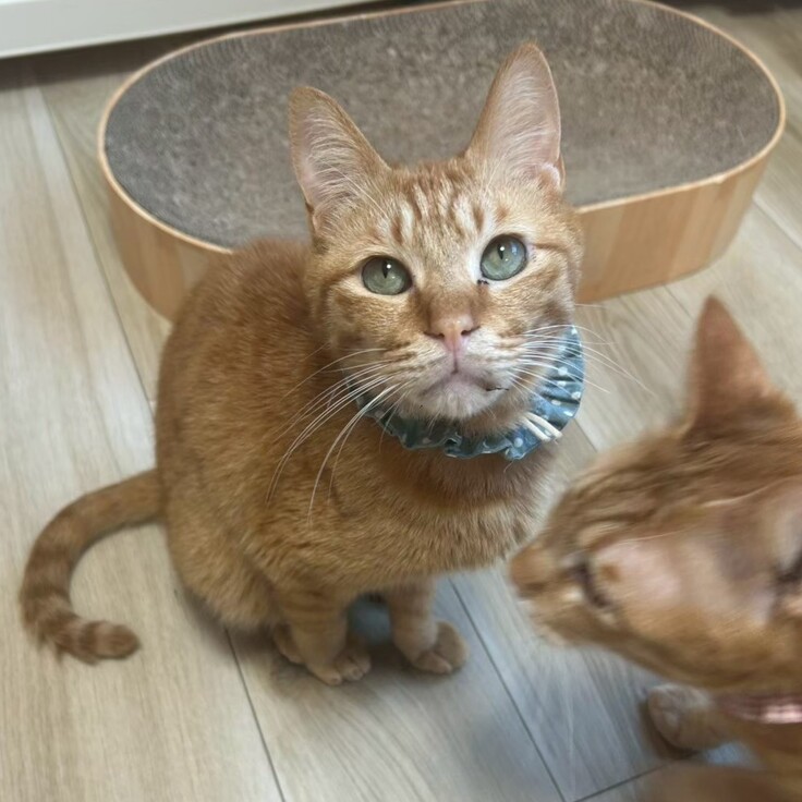 ゲンタ　男の子