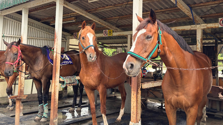 ノエルキャロルを凝視するエクスペディション