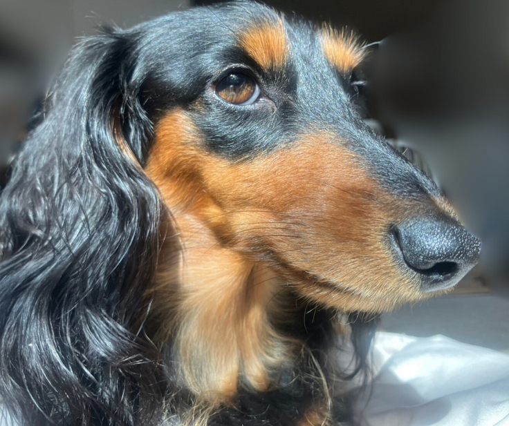 名称未設定のデザイン (4).png