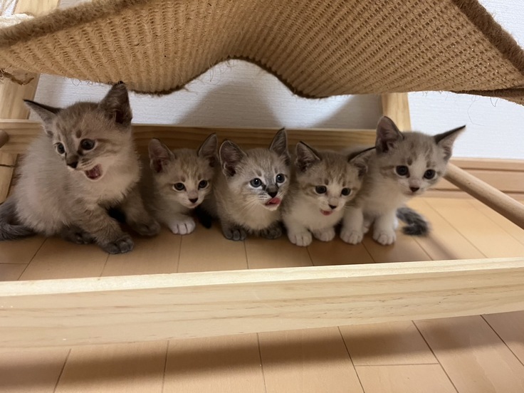 正式譲渡が決まった５匹の子猫（捨て猫）たち