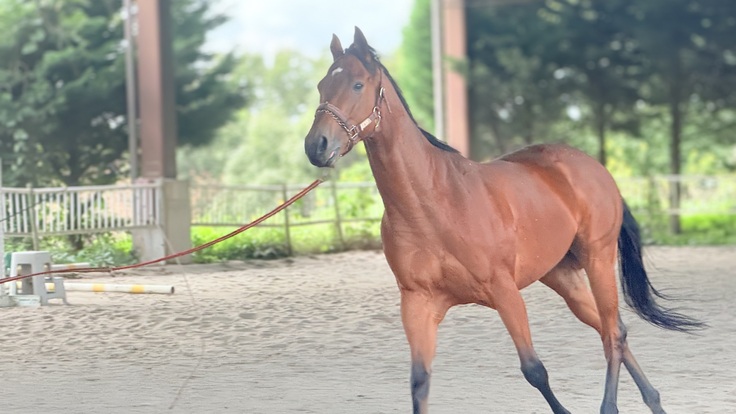 運動中のマーブルカリクロ号