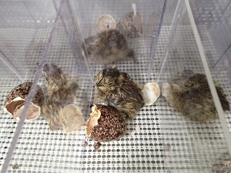 ファミリーパークで孵化したライチョウの雛