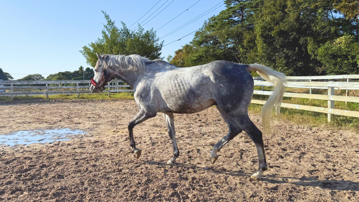 放牧中のワールドブルックス
