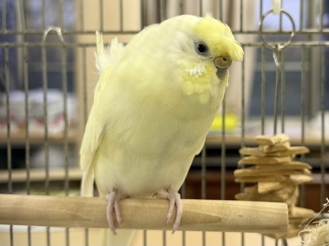 パルム＠セキセイインコ