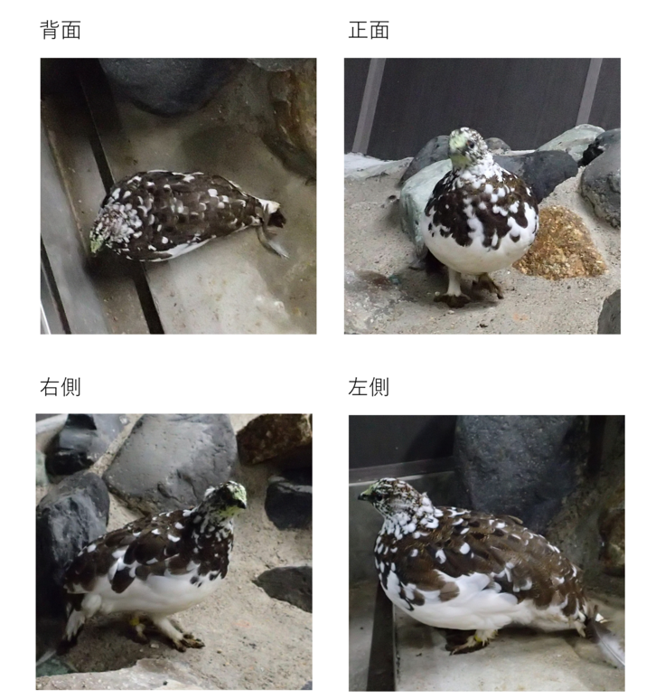 白黒まだらな雄ライチョウ