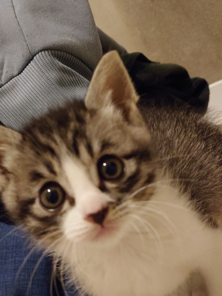 ワクチン接種した仔猫