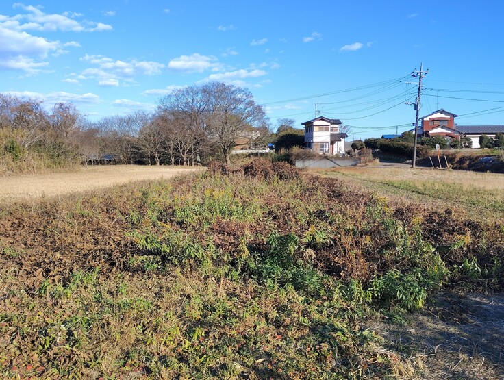 ムクナ豆を栽培した畑の状況